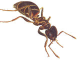 Дезинсекция муравьев